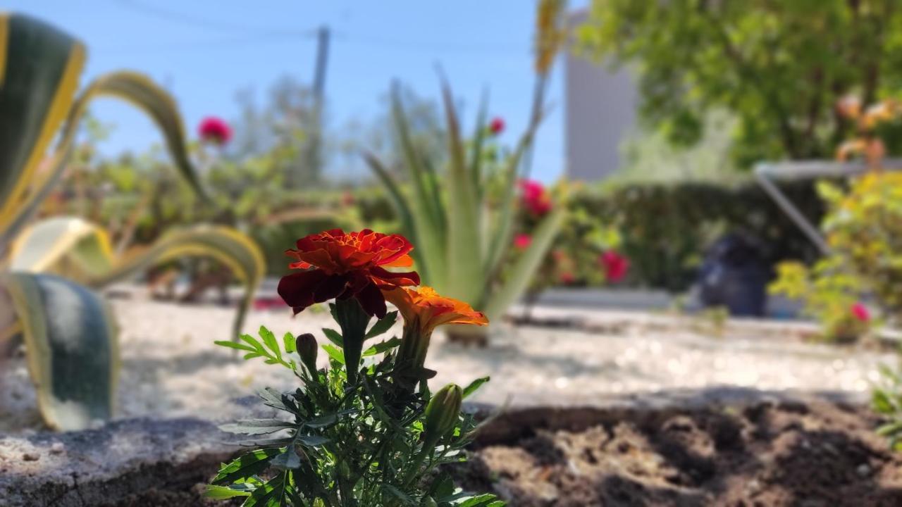 Elina House And Garden Villa Nikiti  Exterior photo